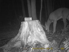 MIDDLE DETECTION