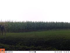M2E133A1L189-0.0-0.0
