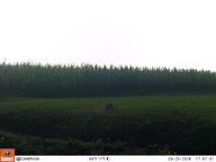 M2E125A1L177-0.0-0.0