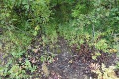 Trail-1-2