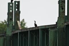 DSC_0859
